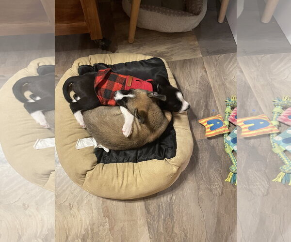 Medium Photo #3 Mutt Puppy For Sale in Sandy, UT, USA