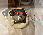 Small Photo #3 Mutt Puppy For Sale in Sandy, UT, USA