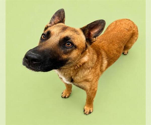 Medium Photo #2 German Shepherd Dog-Unknown Mix Puppy For Sale in HESPERIA, CA, USA