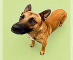 Small #1 German Shepherd Dog Mix