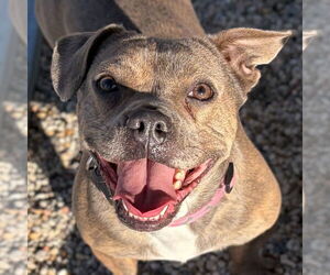 Mutt Dogs for adoption in Jefferson, WI, USA