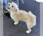 Small #3 Mutt