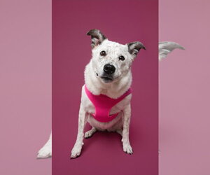 Mutt Dogs for adoption in Rosenberg, TX, USA