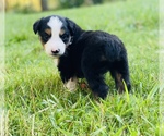 Small Photo #5 Miniature Australian Shepherd Puppy For Sale in OPELIKA, AL, USA