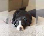 Small #2 Labrador Retriever-Staffordshire Bull Terrier Mix