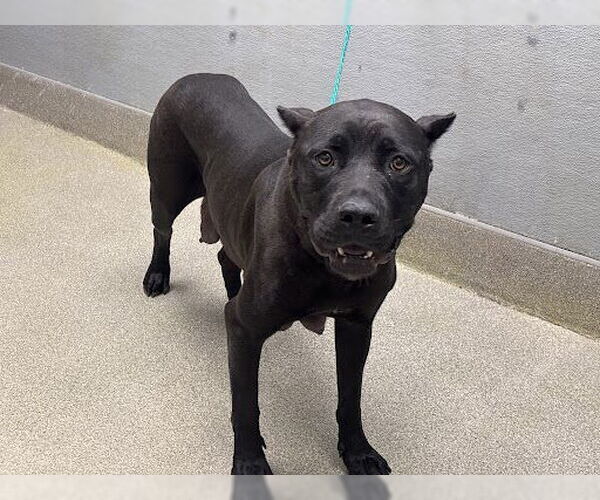 Medium Photo #1 Mutt Puppy For Sale in Las Vegas, NV, USA