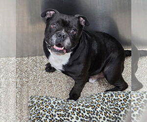 Bulldog Dogs for adoption in Martinsburg, WV, USA