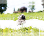 Small Photo #15 Maltipoo Puppy For Sale in WARSAW, IN, USA