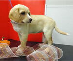 Small #2 Labbe