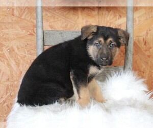 German Shepherd Dog Puppy for sale in APPLE CREEK, OH, USA