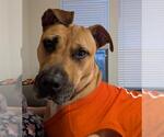 Small #5 Staffordshire Bull Terrier Mix