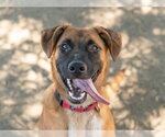 Small #1 German Shepherd Dog Mix