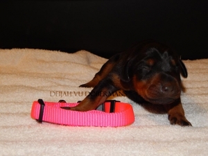 Doberman Pinscher Puppy for sale in Redding, CA, USA