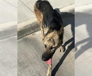 German Shepherd Dog Dogs for adoption in Houston, TX, USA