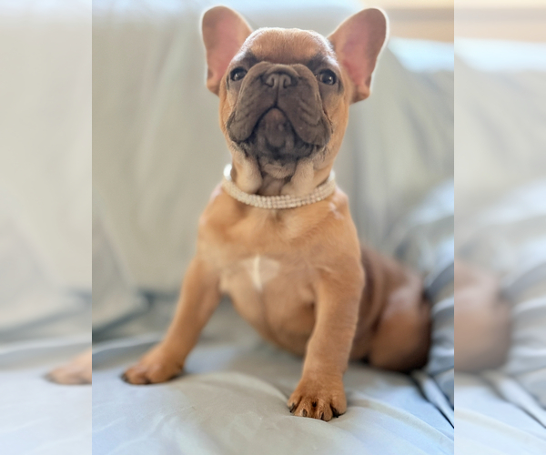 Medium Photo #9 French Bulldog Puppy For Sale in MOUNTAIN VIEW, MO, USA