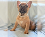 ADORABLE ARCHIE - Male French Bulldog Puppy for Sale - Photo #9