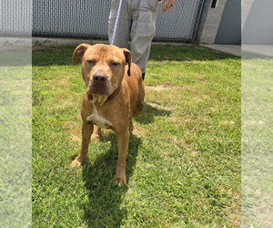 Shiloh - Male Mutt Dog for Adoption - Photo #2