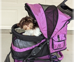 Havanese Puppy for sale in POST FALLS, ID, USA
