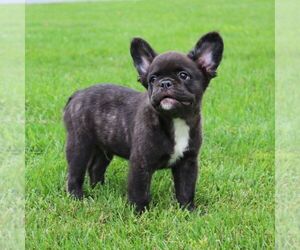 French Bulldog Puppy for sale in NEW HOLLAND, PA, USA