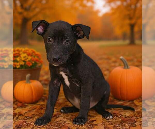 Medium Photo #2 American Pit Bull Terrier-Unknown Mix Puppy For Sale in Talladega, AL, USA
