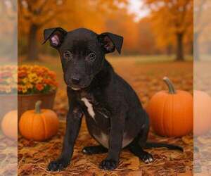Henley 26/795 - Male American Pit Bull Terrier-Unknown Mix Dog for Adoption - Photo #2