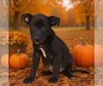 Small Photo #2 American Pit Bull Terrier-Unknown Mix Puppy For Sale in Talladega, AL, USA