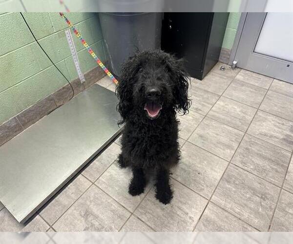 Medium Photo #1 Labradoodle Puppy For Sale in Grand Prairie, TX, USA