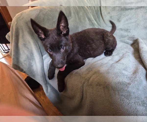 Medium Photo #2 Australian Shepherd-German Shepherd Dog Mix Puppy For Sale in HILLSDALE, MI, USA