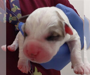 Mutt Dogs for adoption in Houston, TX, USA