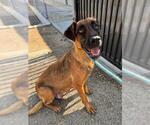 Small #1 German Shepherd Dog Mix