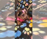Small Photo #12 Yorkshire Terrier Puppy For Sale in AKRON, OH, USA
