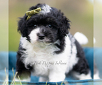 Puppy Tuxedo Maltipoo (Miniature)