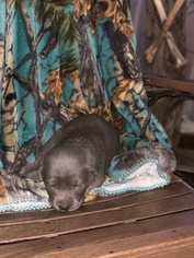 Labrador Retriever Puppy for sale in AMSTERDAM, OH, USA