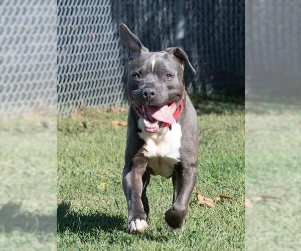 Medium Photo #2 American Pit Bull Terrier-Unknown Mix Puppy For Sale in Easton, MD, USA