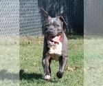 Small #1 American Pit Bull Terrier Mix