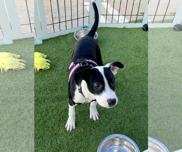 Medium Photo #9 Mutt Puppy For Sale in Sanford, FL, USA