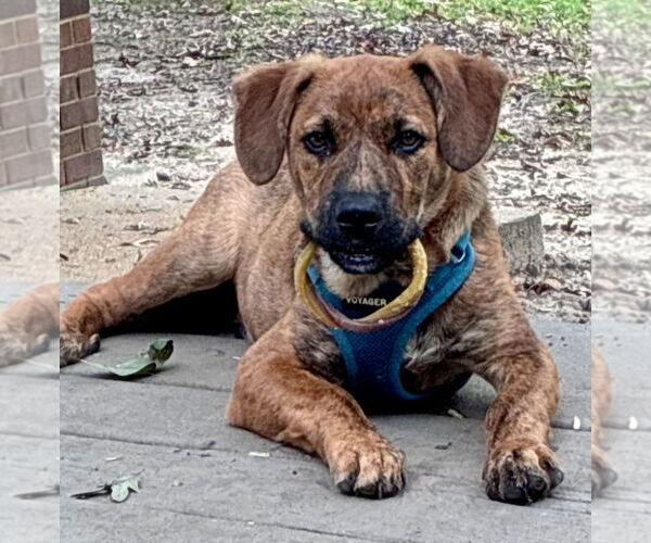 Medium Photo #5 Black Mouth Cur-Labrador Retriever Mix Puppy For Sale in Chester, VA, USA