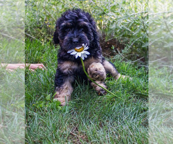 Medium Photo #2 Bernedoodle (Miniature) Puppy For Sale in NARVON, PA, USA