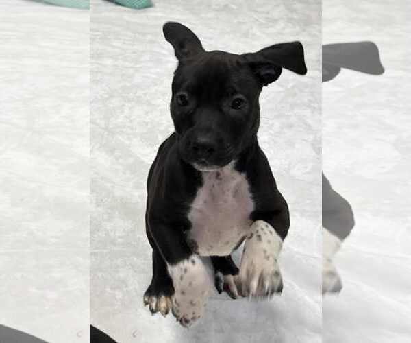 Medium Photo #2 American Boston Bull Terrier Puppy For Sale in Mechanicsburg, PA, USA