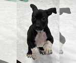 Small #1 American Boston Bull Terrier