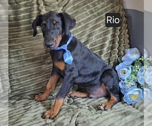 Doberman Pinscher Puppy for sale in POMEROY, OH, USA