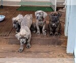 Small Photo #6 Cane Corso Puppy For Sale in DOUGLASVILLE, GA, USA