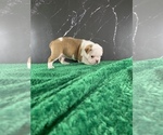 Small Photo #148 Boston Terrier Puppy For Sale in TULARE, CA, USA