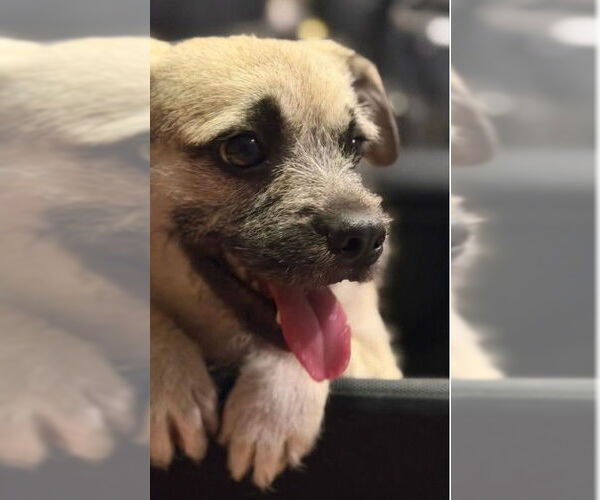 Medium Photo #1 Border Terrier Puppy For Sale in Tracy, CA, USA