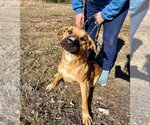 Small Photo #6 Black Mouth Cur Puppy For Sale in Columbus, IN, USA