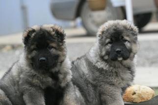 Caucasian Shepherd Dog Puppy for sale in LANCASTER, MO, USA
