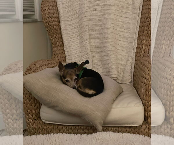 Medium Photo #4 Chihuahua-Unknown Mix Puppy For Sale in Weston, FL, USA