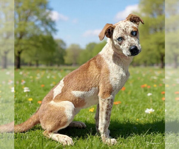 Medium Photo #1 Border Collie-Unknown Mix Puppy For Sale in Talladega, AL, USA