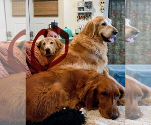 Golden Retriever Dogs for adoption in Bonita Springs, FL, USA