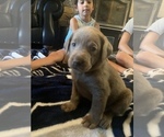 Small Photo #15 Labrador Retriever Puppy For Sale in OUTLOOK, WA, USA